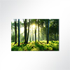 Vorschau Absorberbild - Sonnenaufgang im Wald 50x50x5,5cm grün