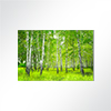 Vorschau Absorberbild - Birkenwald 50x50x5,5cm grün