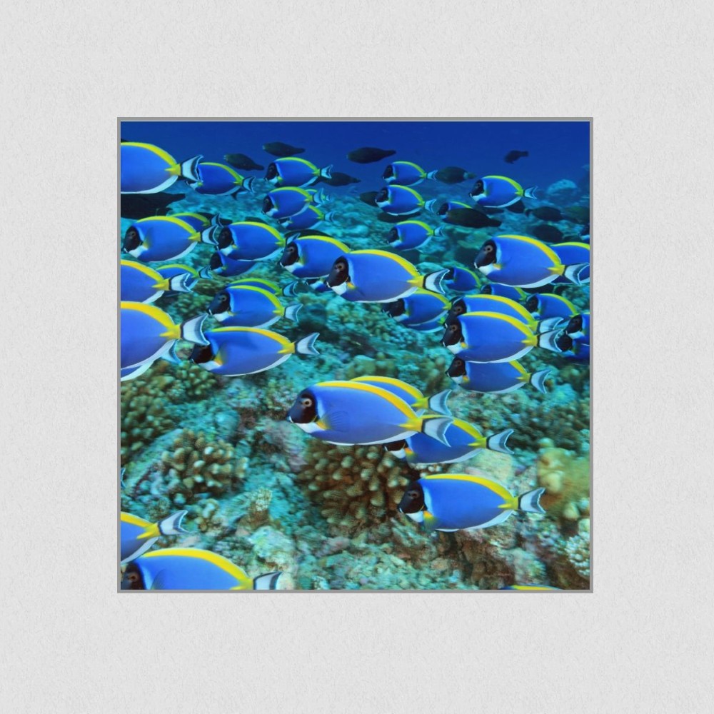 Artikelbild Akustikbild - Die Schwarmintelligenz der Fische – Basotect® Schallabsorber im eloxierten Aluminiumrahmen 530x530x55mm