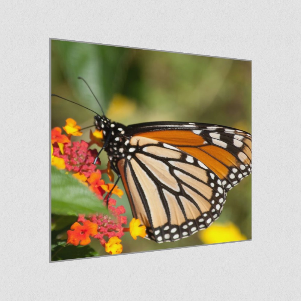 Artikelbild Akustikbild - Schmetterling im Blütenrausch – Basotect® Schallabsorber im eloxierten Aluminiumrahmen 530x530x55mm