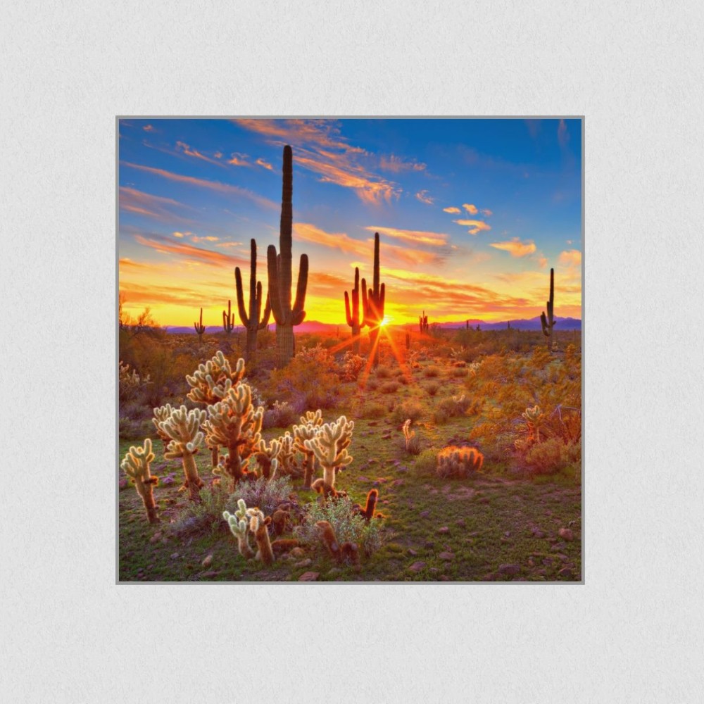 Artikelbild Akustikbild - Kakteen im Morgengrauen – Basotect® Schallabsorber im eloxierten Aluminiumrahmen 530x530x55mm