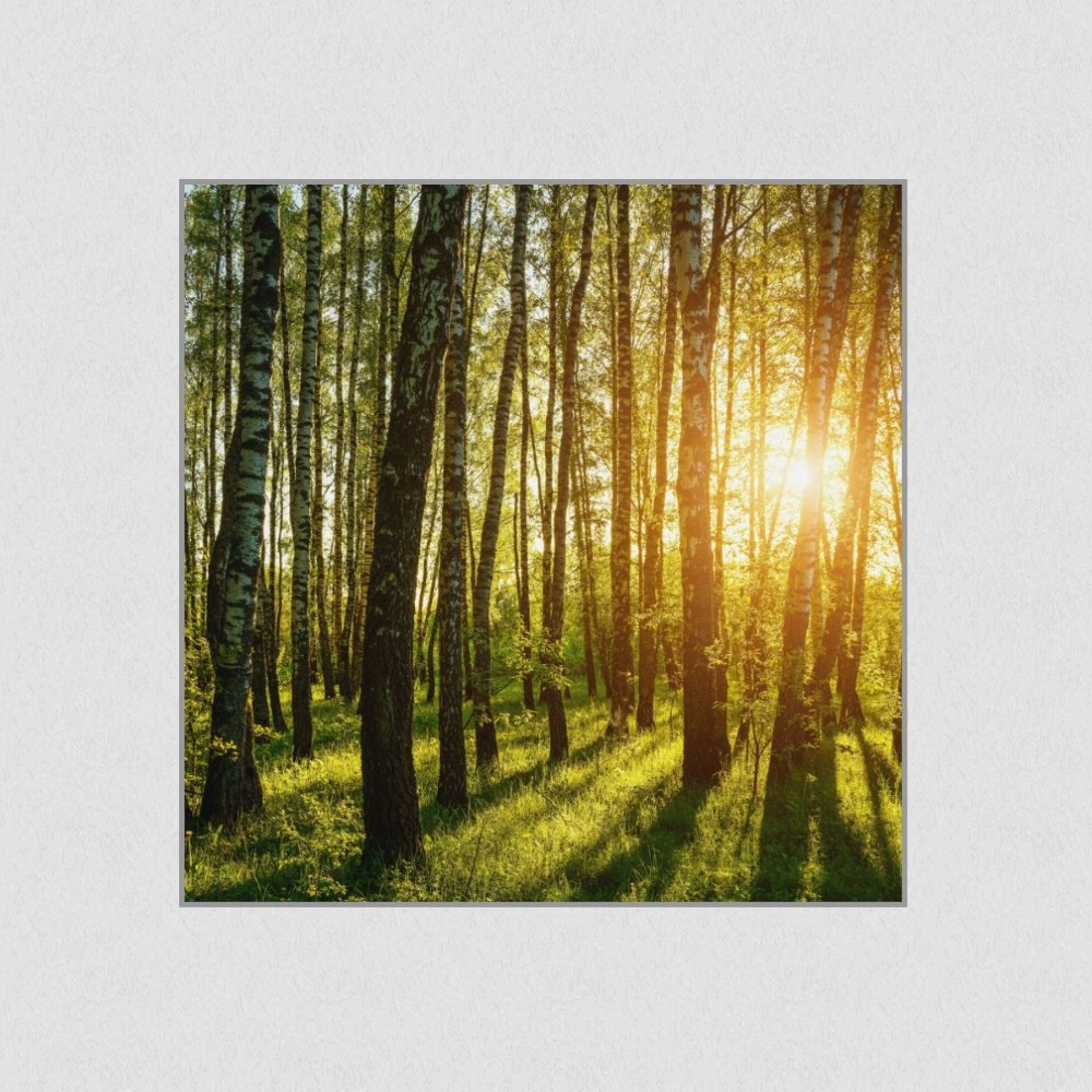 Artikelbild Akustikbild - Birkenhain bei Sonnenaufgang im Frühling – Basotect® Schallabsorber im eloxierten Aluminiumrahmen 530x530x55mm