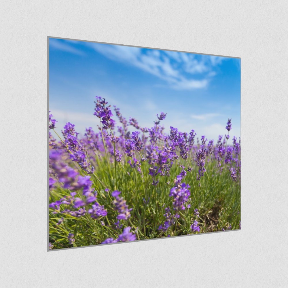 Artikelbild Akustikbild - Lavendel – Duftende Lavendelfelder in der Provence – Basotect® Schallabsorber im eloxierten Aluminiumrahmen 530x530x55mm