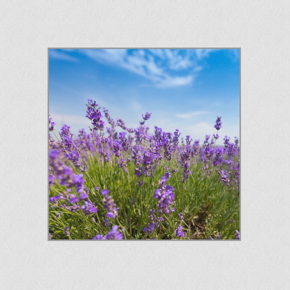 Artikelbild Akustikbild - Lavendel – Duftende Lavendelfelder in der Provence – Basotect® Schallabsorber im eloxierten Aluminiumrahmen 530x530x55mm