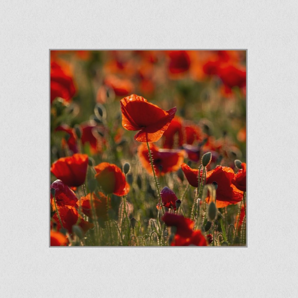 Artikelbild Akustikbild - Mohnblumenfeld – Basotect® Schallabsorber im eloxierten Aluminiumrahmen 1030x1030x55mm