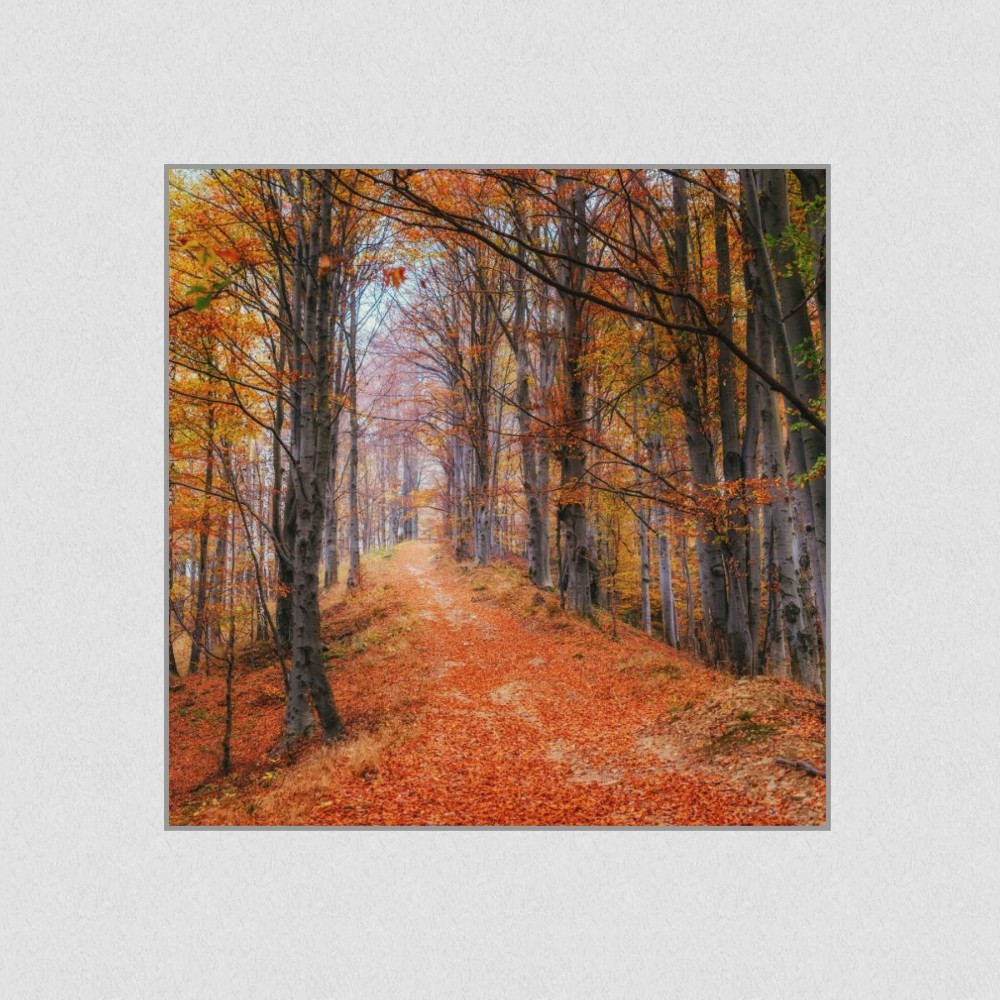 Artikelbild Akustikbild - Waldweg im Herbstwald – Basotect® Schallabsorber im eloxierten Aluminiumrahmen 1030x1030x55mm