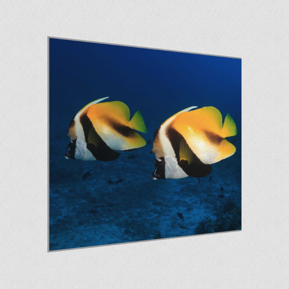 Artikelbild Akustikbild - Zwei Fische – Basotect® Schallabsorber im eloxierten Aluminiumrahmen 530x530x55mm