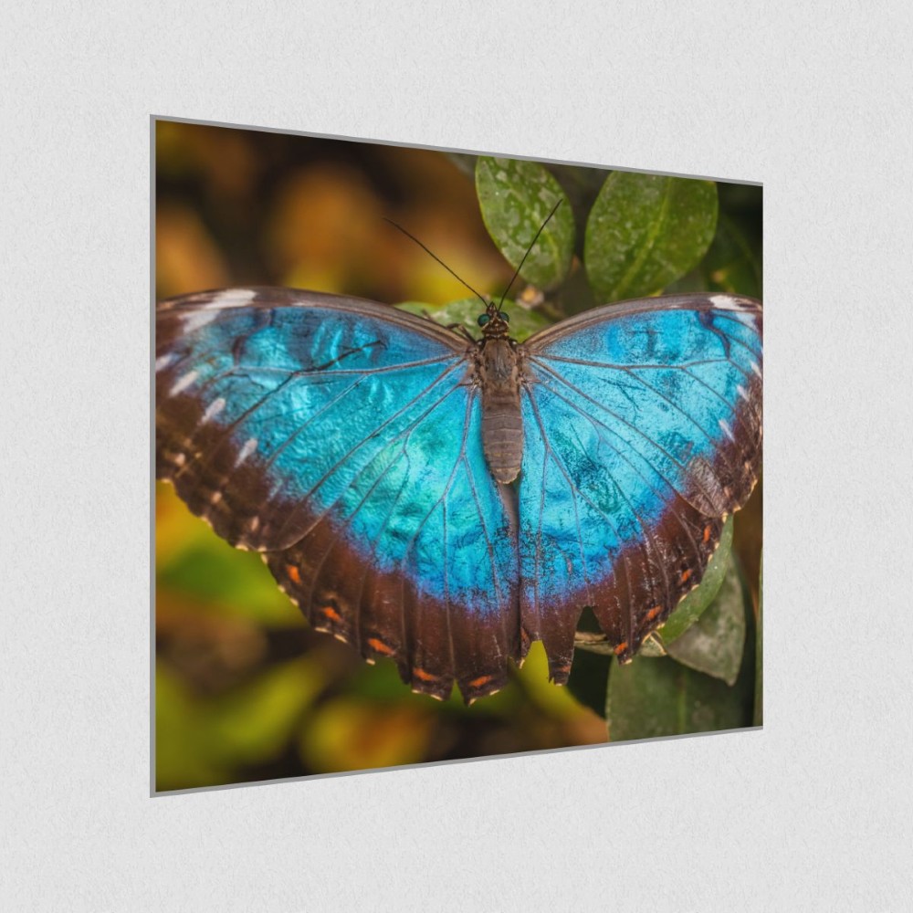Artikelbild Akustikbild - Schmetterling-Die lautlosen Gaukler der Lüfte! – Basotect® Schallabsorber im eloxierten Aluminiumrahmen 530x530x55mm