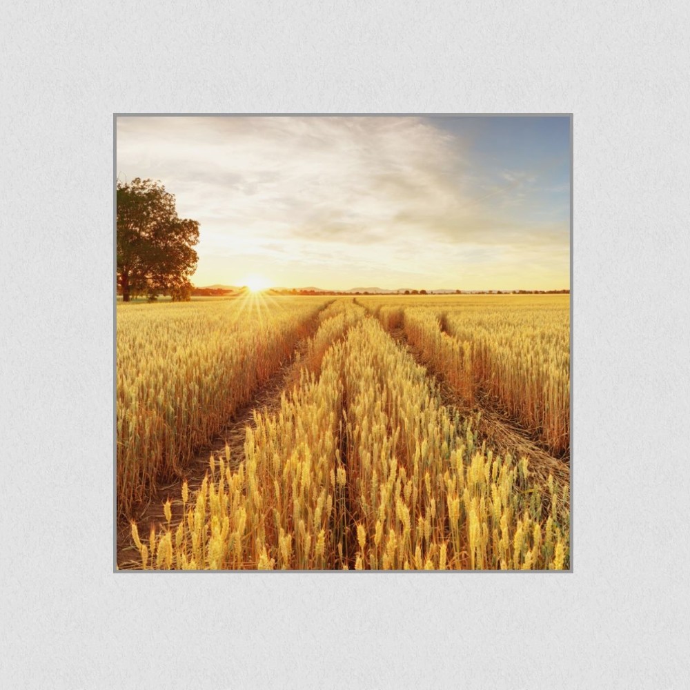 Artikelbild Akustikbild - Feldweg ins Getreidegold – Basotect® Schallabsorber im eloxierten Aluminiumrahmen 530x530x55mm