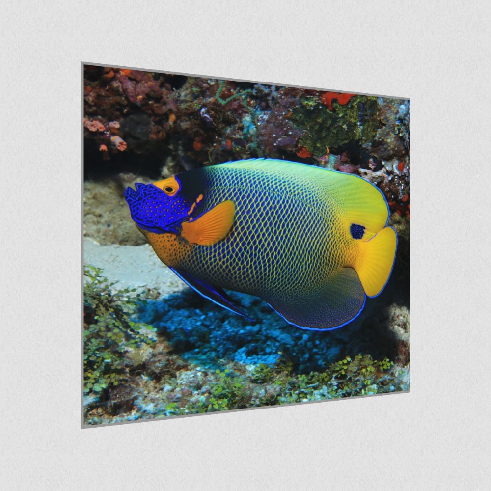 Artikelbild Akustikbild - Ein Fisch – Basotect® Schallabsorber im eloxierten Aluminiumrahmen 530x530x55mm