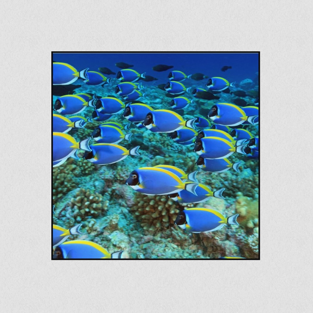 Artikelbild Akustikbild - Die Schwarmintelligenz der Fische – Basotect® Schallabsorber im schwarzen Aluminiumrahmen 530x530x55mm