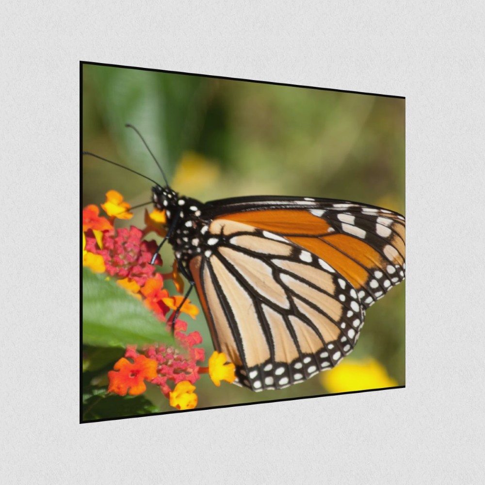 Artikelbild Akustikbild - Schmetterling im Blütenrausch – Basotect® Schallabsorber im schwarzen Aluminiumrahmen 530x530x55mm