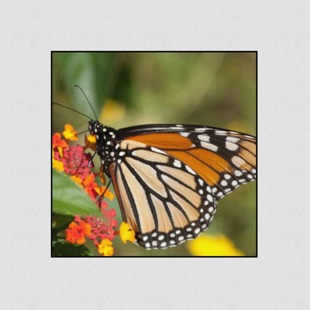 Artikelbild Akustikbild - Schmetterling im Blütenrausch – Basotect® Schallabsorber im schwarzen Aluminiumrahmen 530x530x55mm