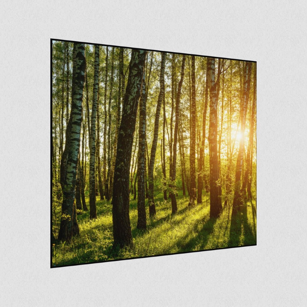Artikelbild Akustikbild - Birkenhain bei Sonnenaufgang im Frühling – Basotect® Schallabsorber im schwarzen Aluminiumrahmen 530x530x55mm