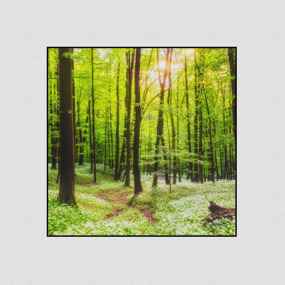 Artikelbild Akustikbild - Waldweg – Lassen Sie sich von der Natur ablenken! – Basotect® Schallabsorber im schwarzen Aluminiumrahmen 530x530x55mm