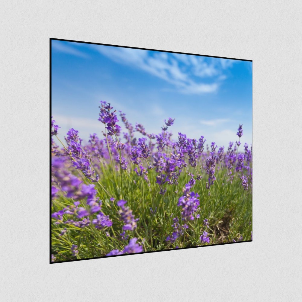 Artikelbild Akustikbild - Lavendel – Duftende Lavendelfelder in der Provence – Basotect® Schallabsorber im schwarzen Aluminiumrahmen 530x530x55mm