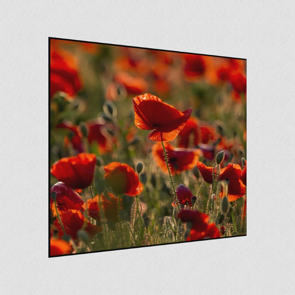 Artikelbild Akustikbild - Mohnblumenfeld – Basotect® Schallabsorber im schwarzen Aluminiumrahmen 530x530x55mm