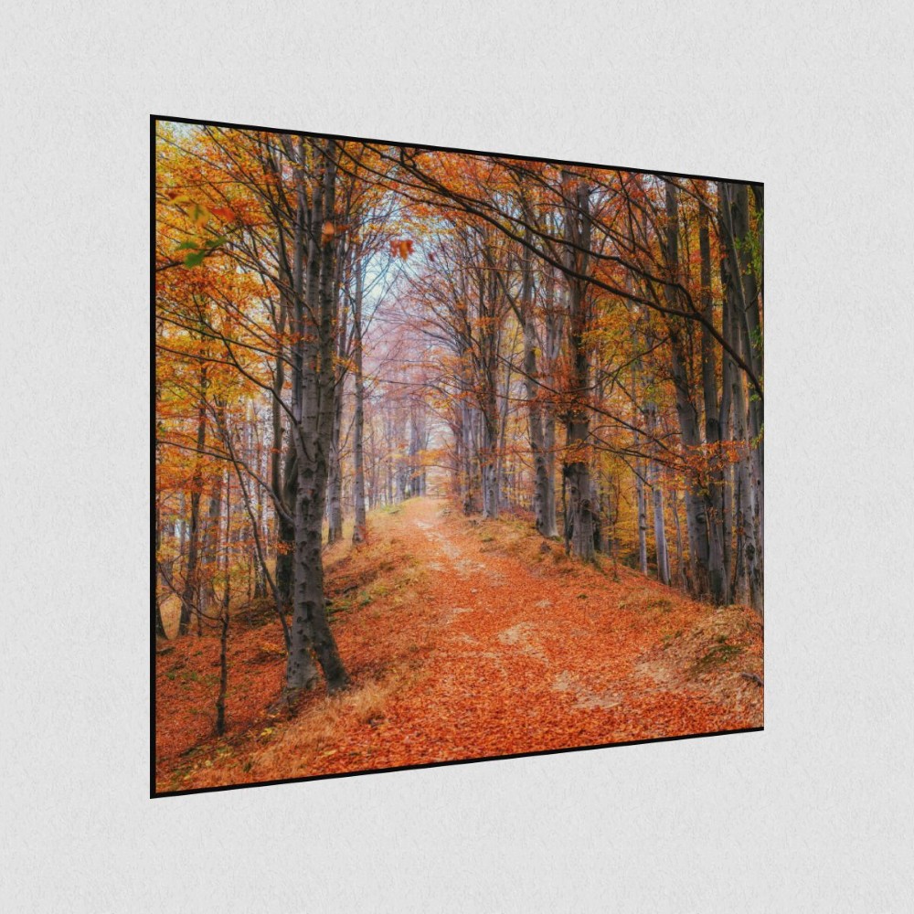 Artikelbild Akustikbild - Waldweg im Herbstwald – Basotect® Schallabsorber im schwarzen Aluminiumrahmen 530x530x55mm