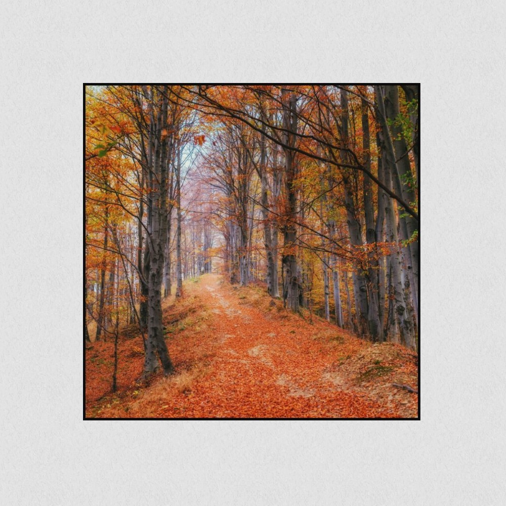 Artikelbild Akustikbild - Waldweg im Herbstwald – Basotect® Schallabsorber im schwarzen Aluminiumrahmen 530x530x55mm