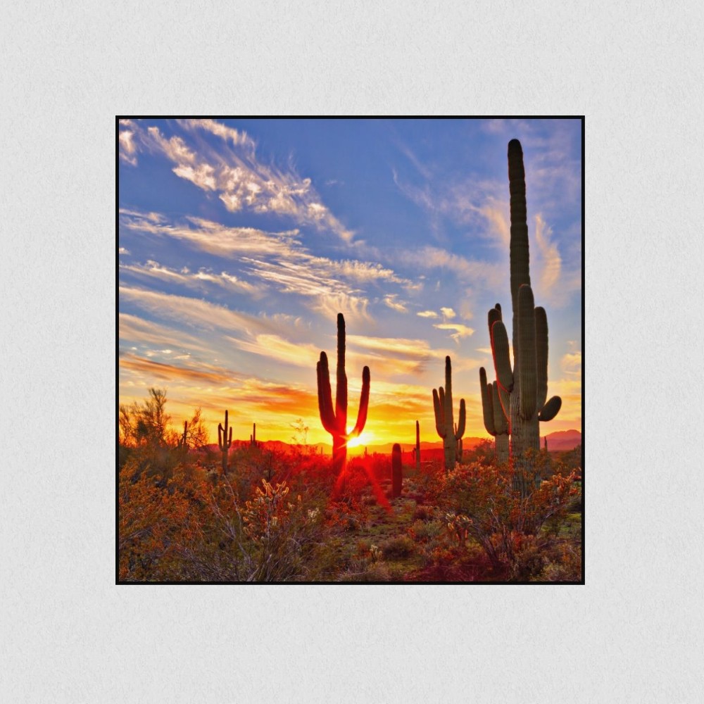 Artikelbild Akustikbild - Saguaros bei Sunset in Sonoran Wüste bei Phoenix – Basotect® Schallabsorber im schwarzen Aluminiumrahmen 530x530x55mm