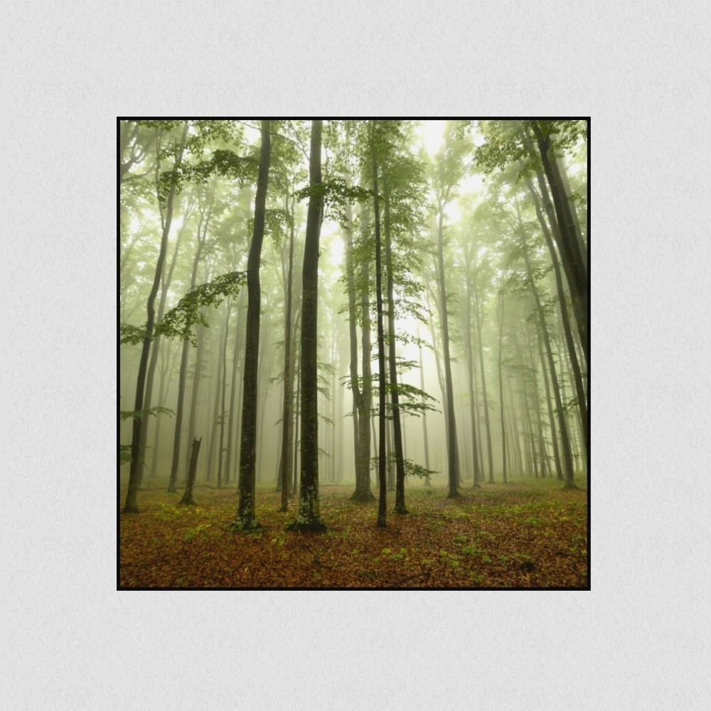 Artikelbild Akustikbild - Nebel im Wald – Basotect® Schallabsorber im schwarzen Aluminiumrahmen 530x530x55mm