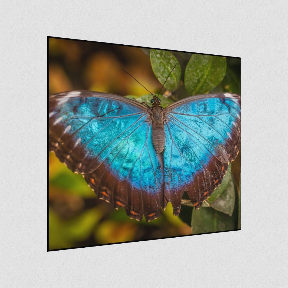 Artikelbild Akustikbild - Schmetterling-Die lautlosen Gaukler der Lüfte! – Basotect® Schallabsorber im schwarzen Aluminiumrahmen 530x530x55mm