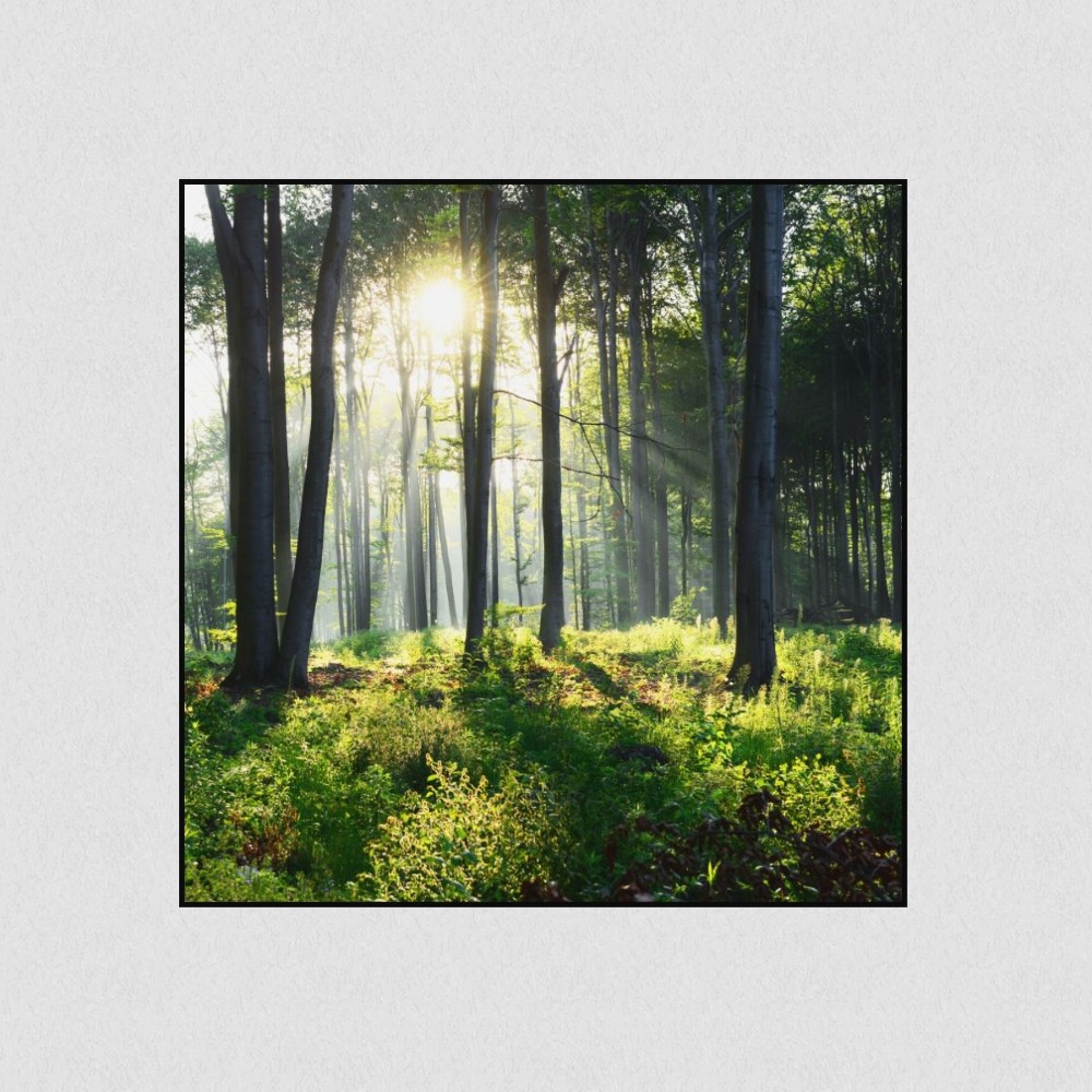 Artikelbild Akustikbild - Sonnenaufgang im Wald – Basotect® Schallabsorber im schwarzen Aluminiumrahmen 530x530x55mm