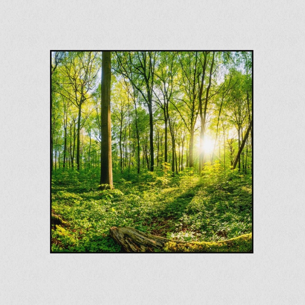 Artikelbild Akustikbild - Sonnenuntergang im Wald – Basotect® Schallabsorber im schwarzen Aluminiumrahmen 530x530x55mm