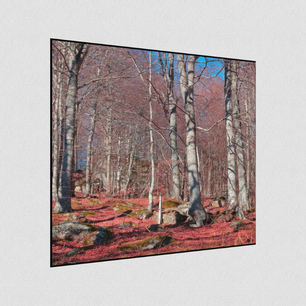 Artikelbild Akustikbild - Roter Waldboden – Basotect® Schallabsorber im schwarzen Aluminiumrahmen 530x530x55mm