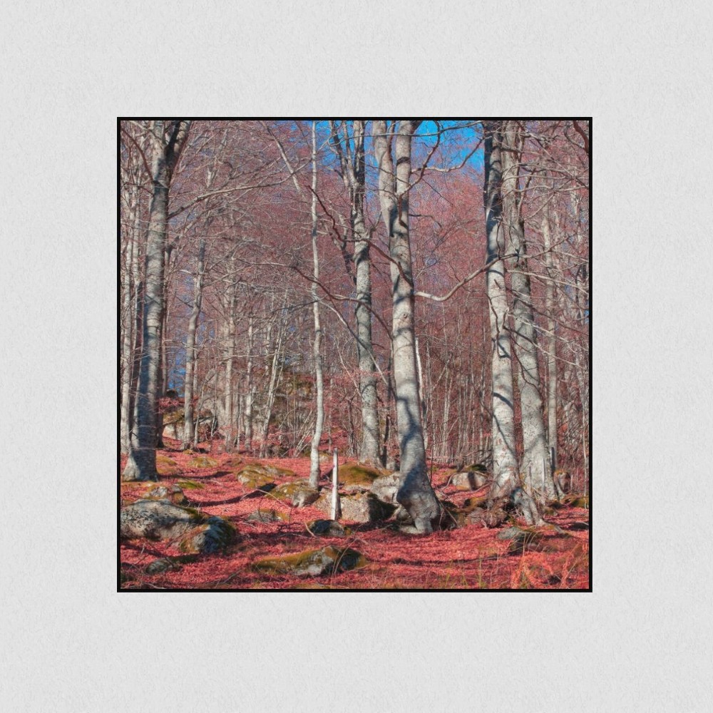 Artikelbild Akustikbild - Roter Waldboden – Basotect® Schallabsorber im schwarzen Aluminiumrahmen 530x530x55mm
