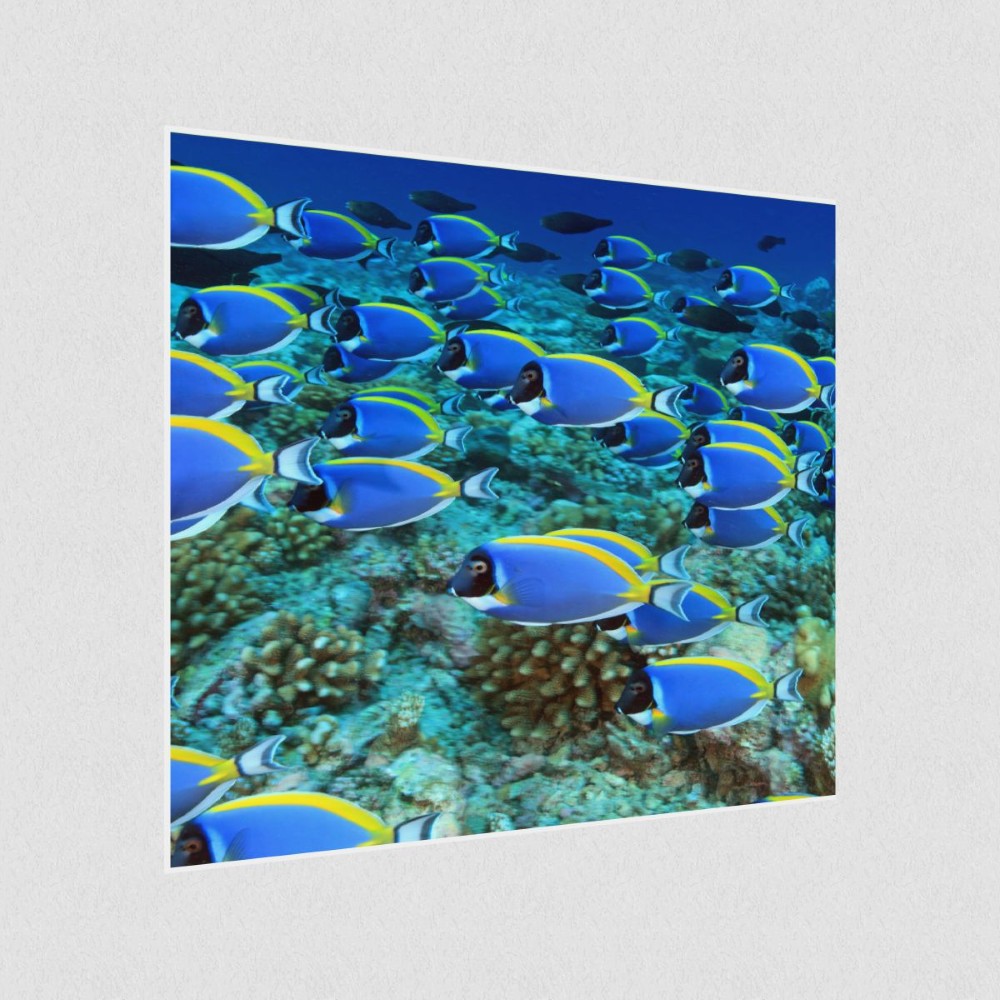 Artikelbild Akustikbild - Die Schwarmintelligenz der Fische – Basotect® Schallabsorber im weißen Aluminiumrahmen 530x530x55mm
