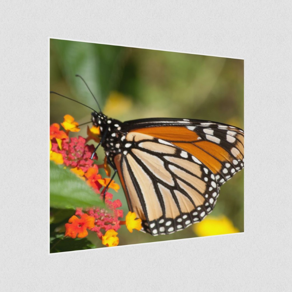Artikelbild Akustikbild - Schmetterling im Blütenrausch – Basotect® Schallabsorber im weißen Aluminiumrahmen 530x530x55mm