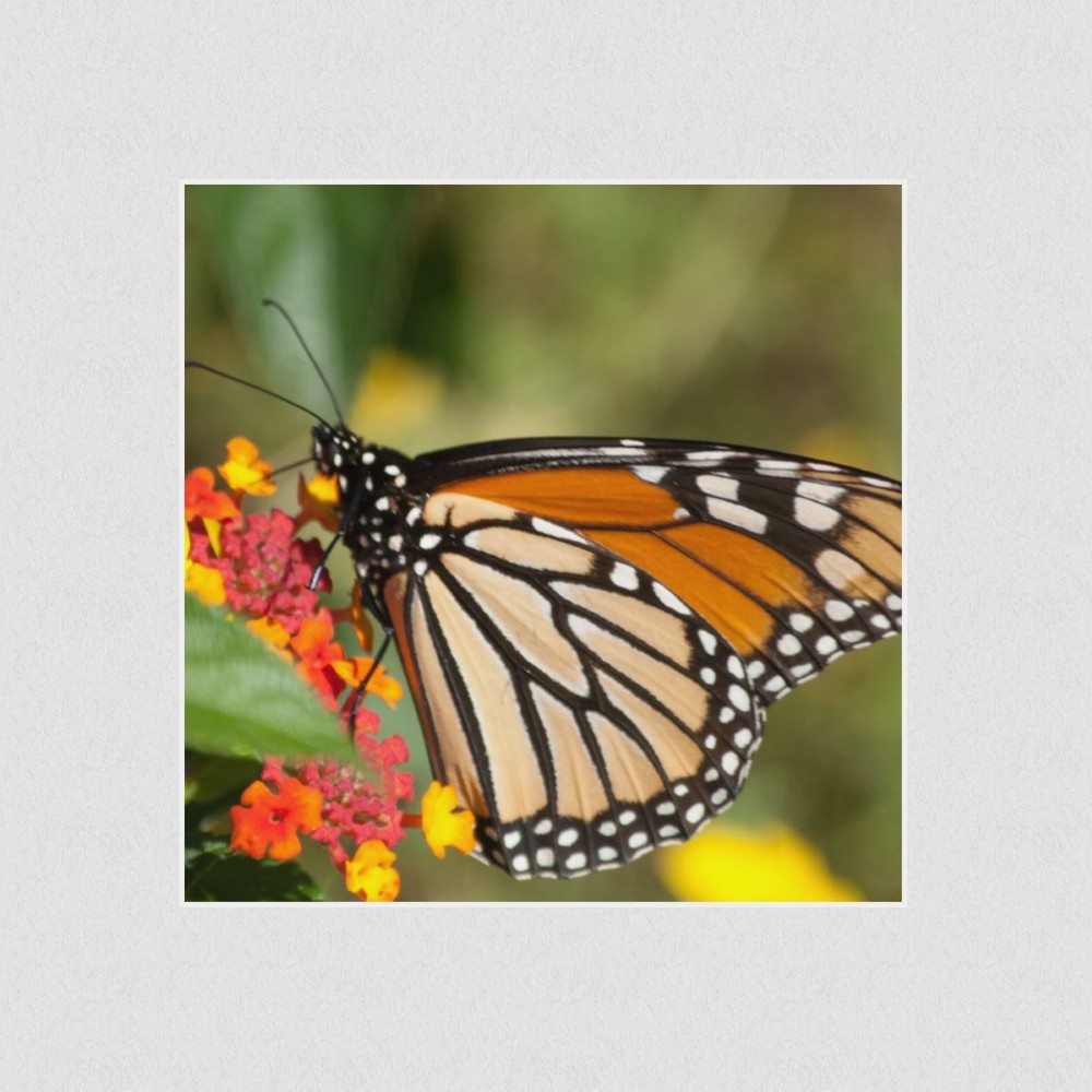 Artikelbild Akustikbild - Schmetterling im Blütenrausch – Basotect® Schallabsorber im weißen Aluminiumrahmen 530x530x55mm