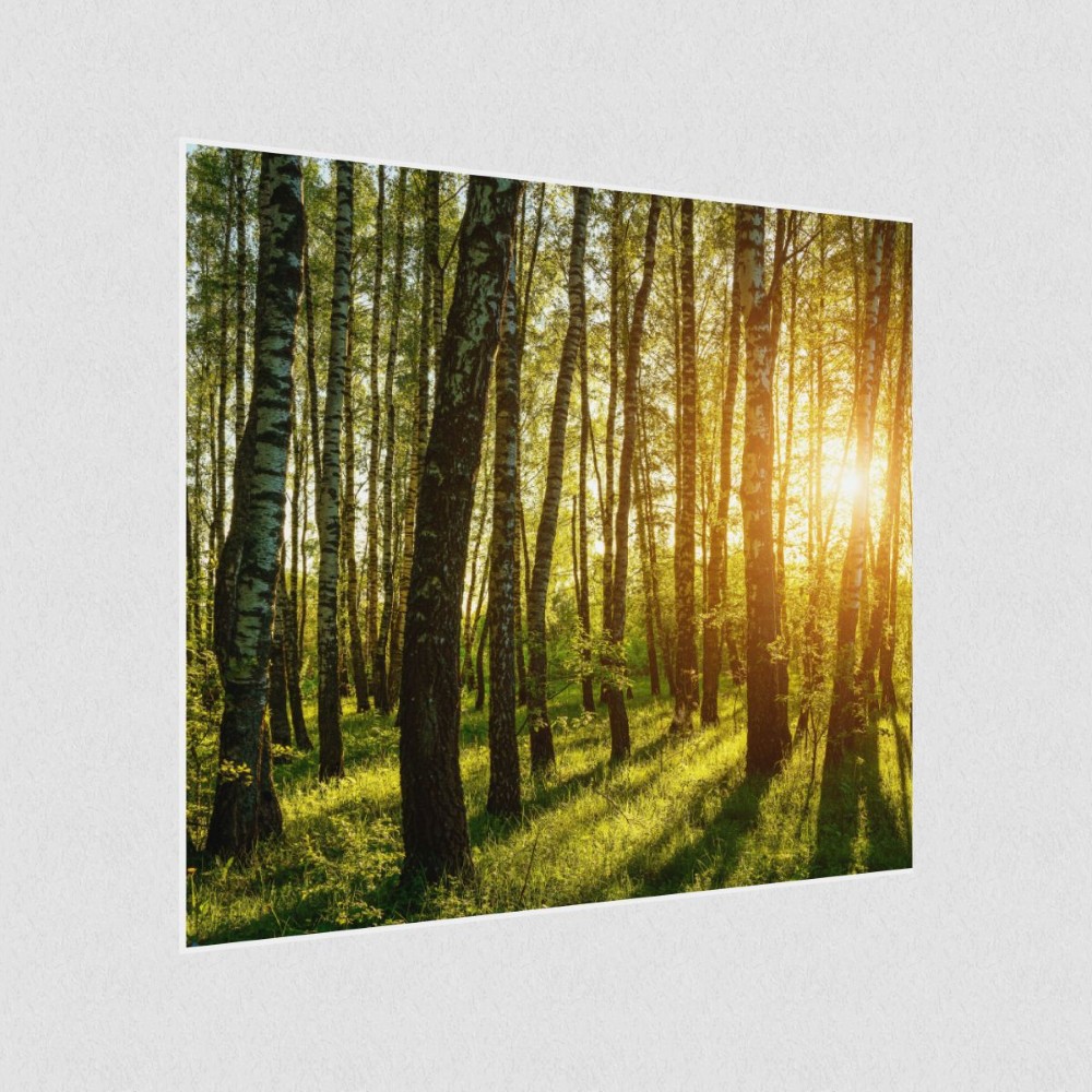 Artikelbild Akustikbild - Birkenhain bei Sonnenaufgang im Frühling – Basotect® Schallabsorber im weißen Aluminiumrahmen 530x530x55mm