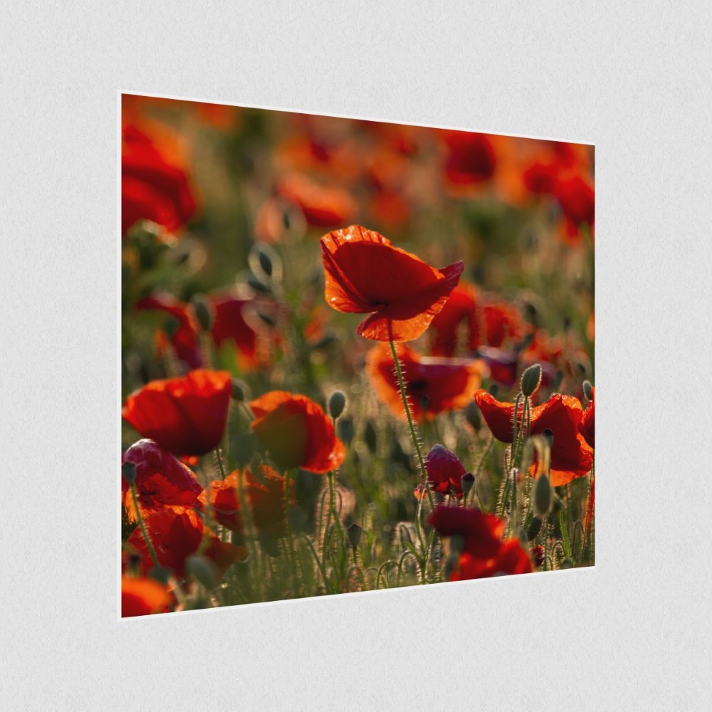 Artikelbild Akustikbild - Mohnblumenfeld – Basotect® Schallabsorber im weißen Aluminiumrahmen 530x530x55mm