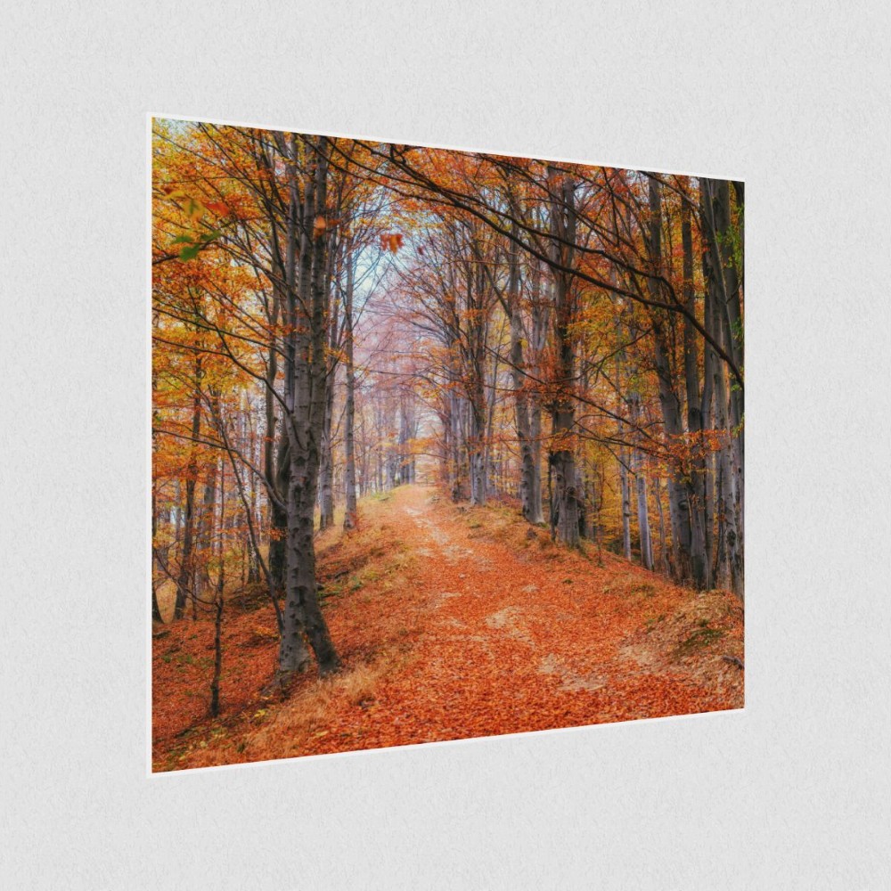 Artikelbild Akustikbild - Waldweg im Herbstwald – Basotect® Schallabsorber im weißen Aluminiumrahmen 530x530x55mm
