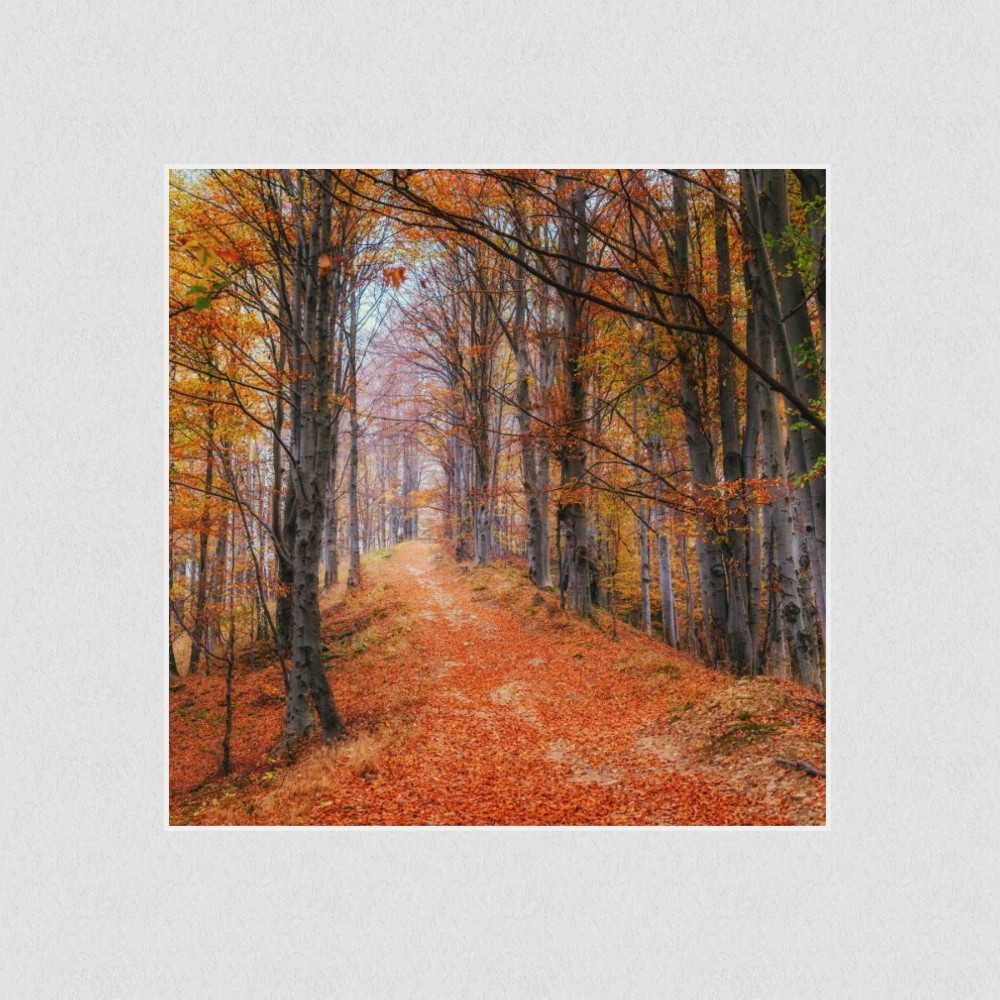 Artikelbild Akustikbild - Waldweg im Herbstwald – Basotect® Schallabsorber im weißen Aluminiumrahmen 530x530x55mm