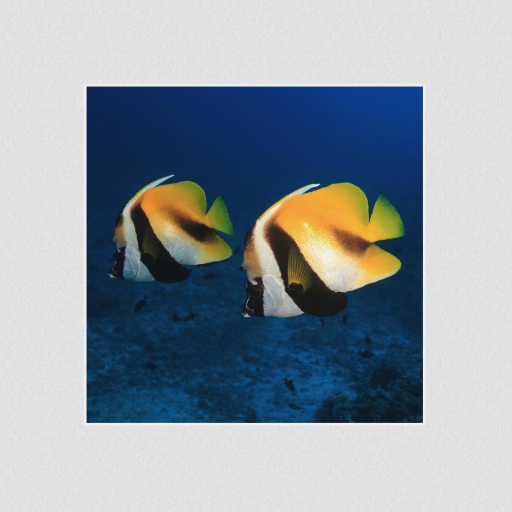 Artikelbild Akustikbild - Zwei Fische – Basotect® Schallabsorber im weißen Aluminiumrahmen 530x530x55mm