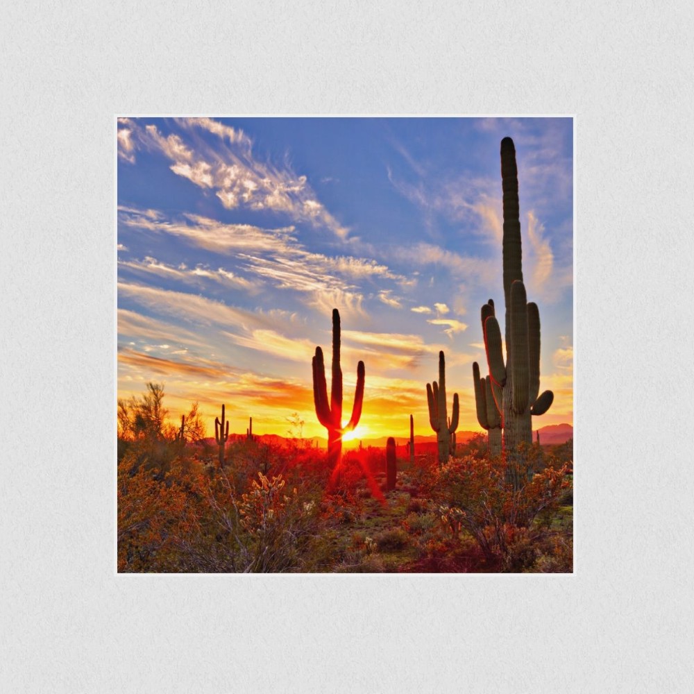 Artikelbild Akustikbild - Saguaros bei Sunset in Sonoran Wüste bei Phoenix – Basotect® Schallabsorber im weißen Aluminiumrahmen 530x530x55mm