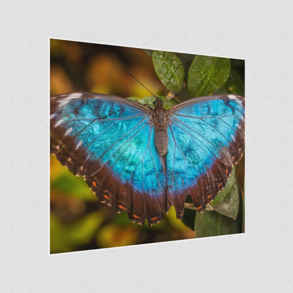 Artikelbild Akustikbild - Schmetterling-Die lautlosen Gaukler der Lüfte! – Basotect® Schallabsorber im weißen Aluminiumrahmen 530x530x55mm