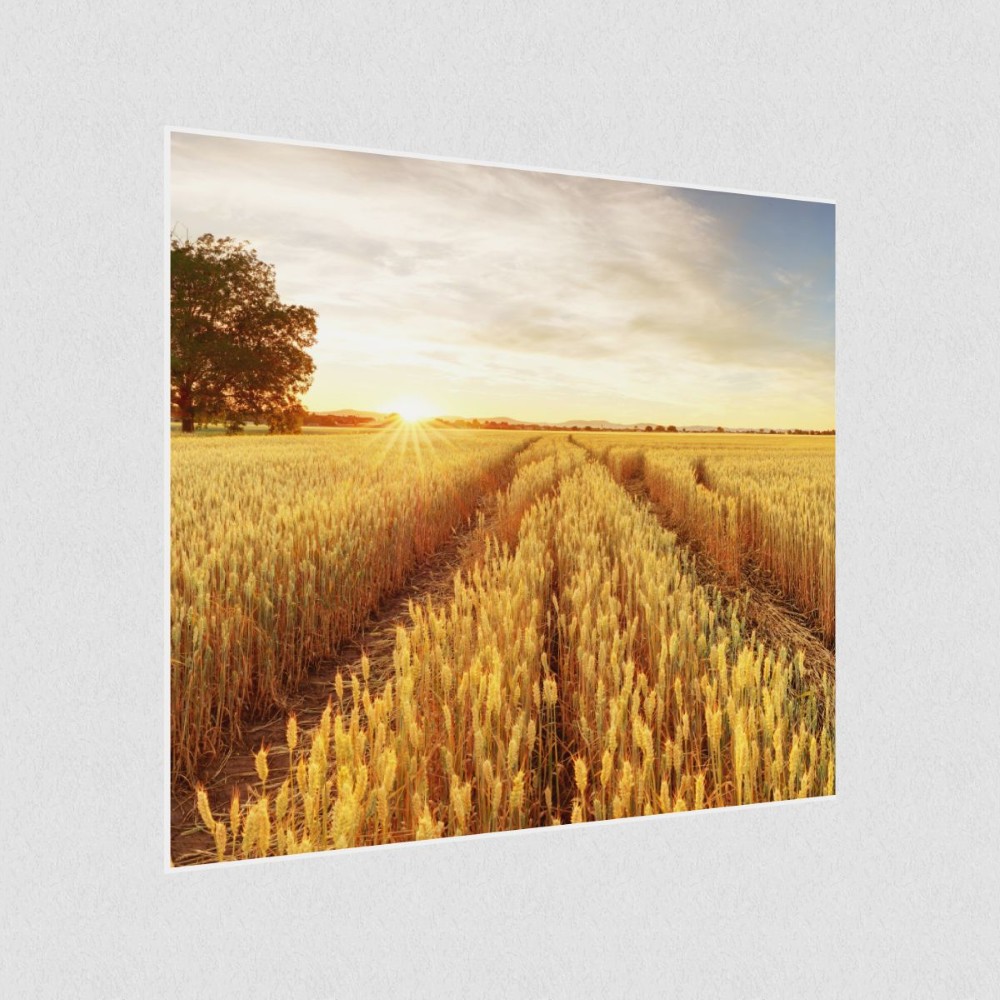 Artikelbild Akustikbild - Feldweg ins Getreidegold – Basotect® Schallabsorber im weißen Aluminiumrahmen 530x530x55mm