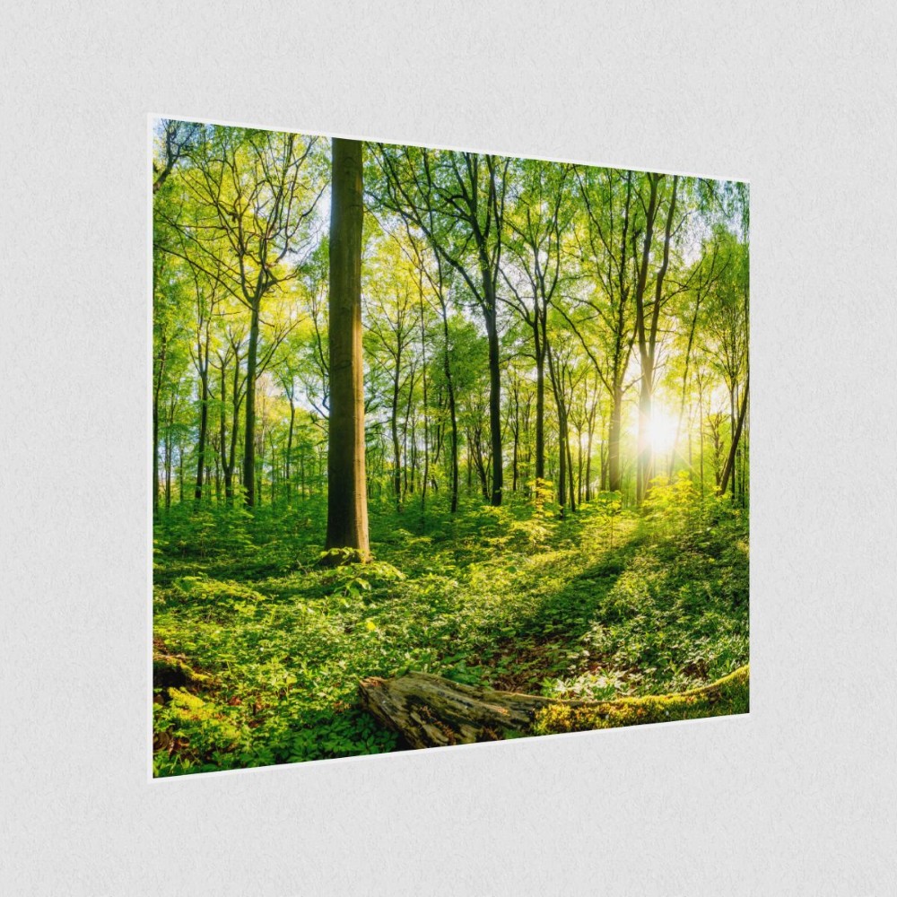 Artikelbild Akustikbild - Sonnenuntergang im Wald – Basotect® Schallabsorber im weißen Aluminiumrahmen 530x530x55mm