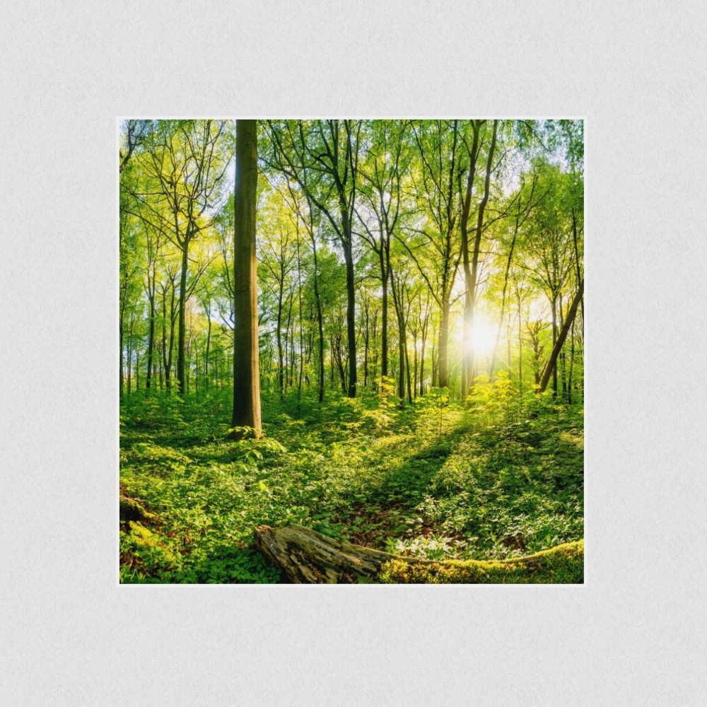 Artikelbild Akustikbild - Sonnenuntergang im Wald – Basotect® Schallabsorber im weißen Aluminiumrahmen 530x530x55mm