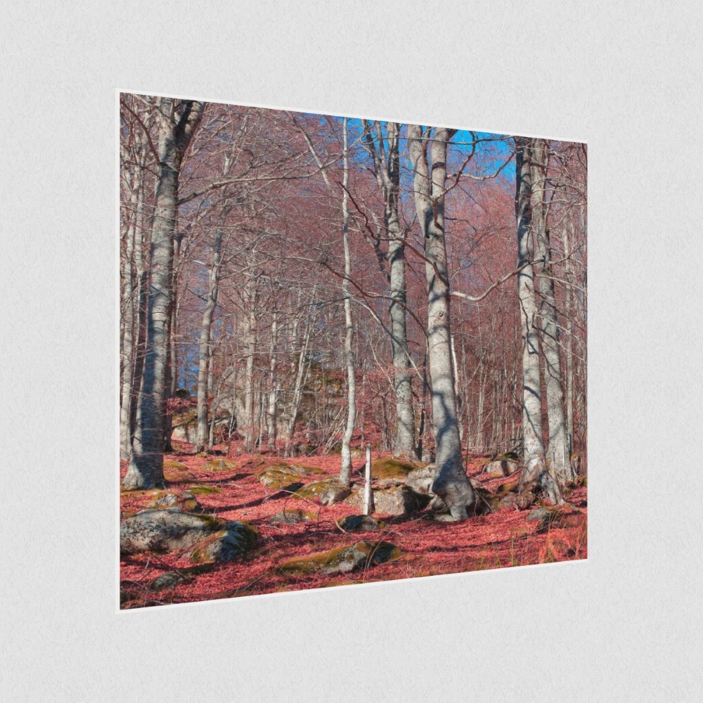 Artikelbild Akustikbild - Roter Waldboden – Basotect® Schallabsorber im weißen Aluminiumrahmen 530x530x55mm