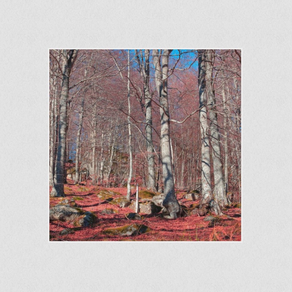 Artikelbild Akustikbild - Roter Waldboden – Basotect® Schallabsorber im weißen Aluminiumrahmen 530x530x55mm
