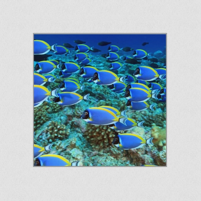 Akustikbild Basotect® Schallabsorber - Die Schwarmintelligenz der Fische in vielen Größen