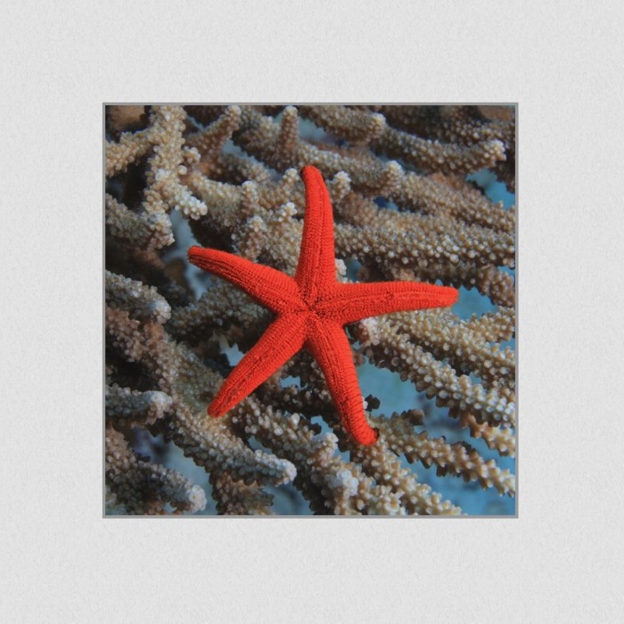 Akustikbild Basotect® Schallabsorber - Roter Seestern in vielen Größen