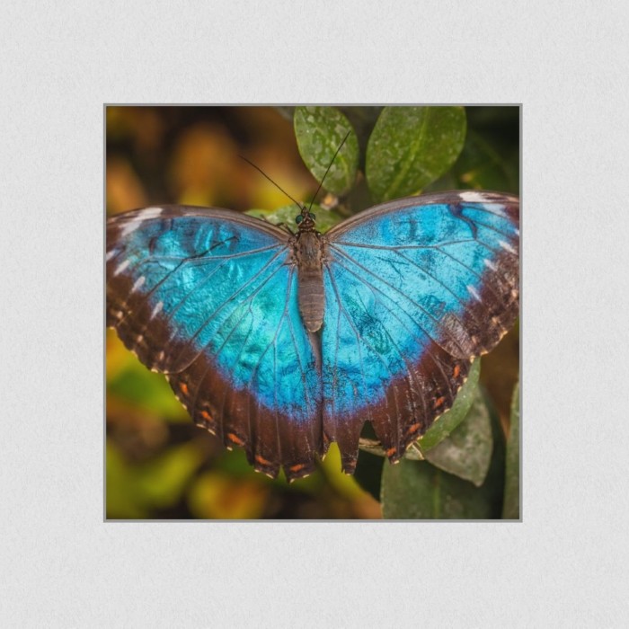 Akustikbild Basotect® Schallabsorber - Schmetterling-Die lautlosen Gaukler der Lüfte! in vielen Größen