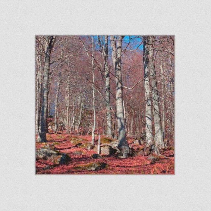 Akustikbild Basotect® Schallabsorber - Roter Waldboden in vielen Größen