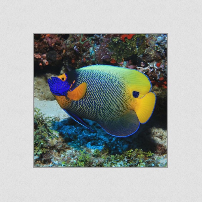 Akustikbild Basotect® Schallabsorber - Ein Fisch in vielen Größen